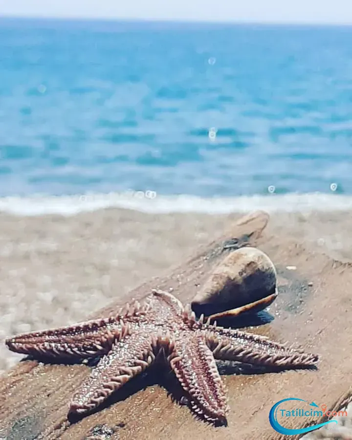 tatilcim.com Saadet Hanım Apart Otel